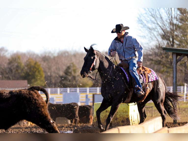 American Quarter Horse Castrone 6 Anni 157 cm Morello in Santa Fe TN