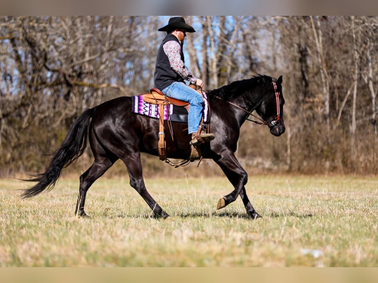 American Quarter Horse Castrone 6 Anni 157 cm Morello in Santa Fe TN