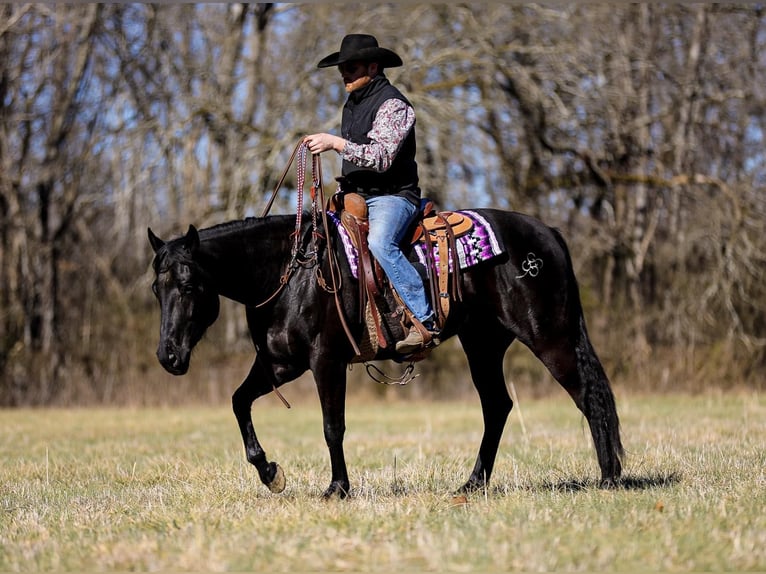 American Quarter Horse Castrone 6 Anni 157 cm Morello in Santa Fe TN