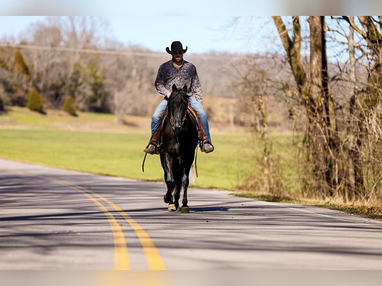 American Quarter Horse Castrone 6 Anni 157 cm Morello in Santa Fe TN