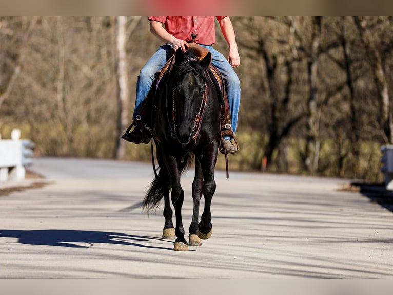 American Quarter Horse Castrone 6 Anni 157 cm Morello in Santa Fe TN