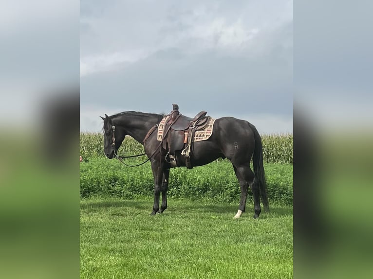 American Quarter Horse Castrone 6 Anni 157 cm Morello in Woodstock IL