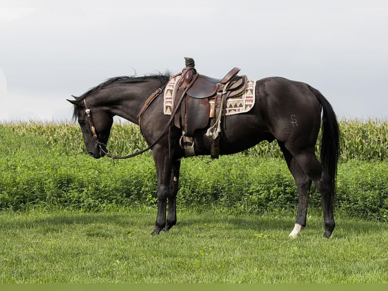 American Quarter Horse Castrone 6 Anni 157 cm Morello in Woodstock IL