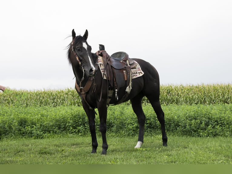 American Quarter Horse Castrone 6 Anni 157 cm Morello in Woodstock IL