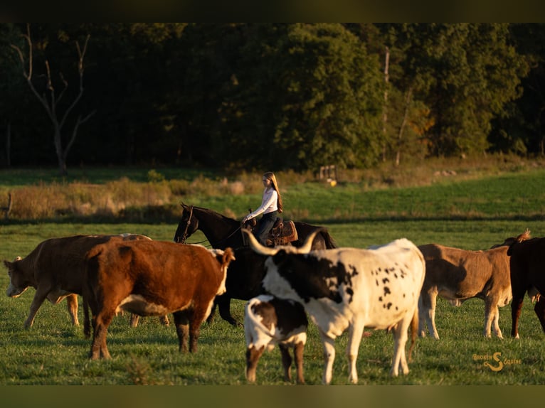 American Quarter Horse Castrone 6 Anni 157 cm Morello in Bogard, MO