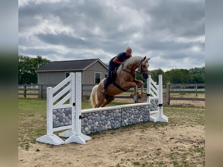 American Quarter Horse Castrone 6 Anni 157 cm Palomino in Narvon, PA