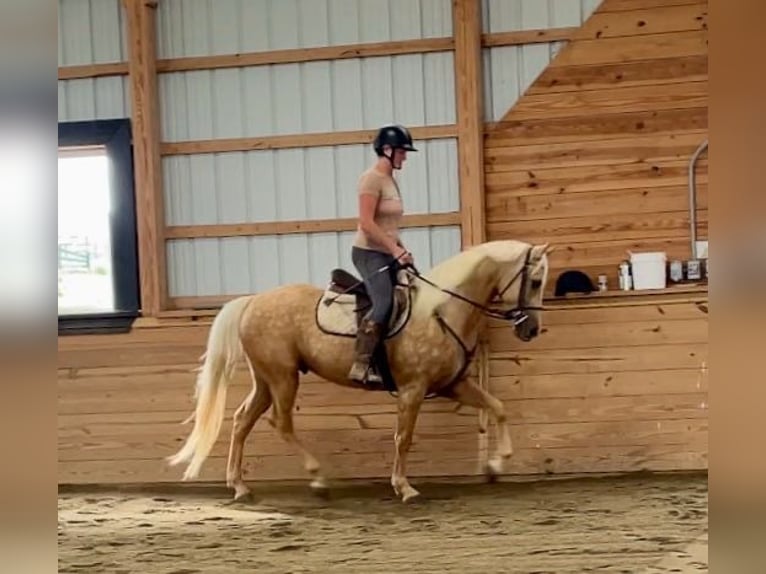 American Quarter Horse Castrone 6 Anni 157 cm Palomino in Narvon, PA