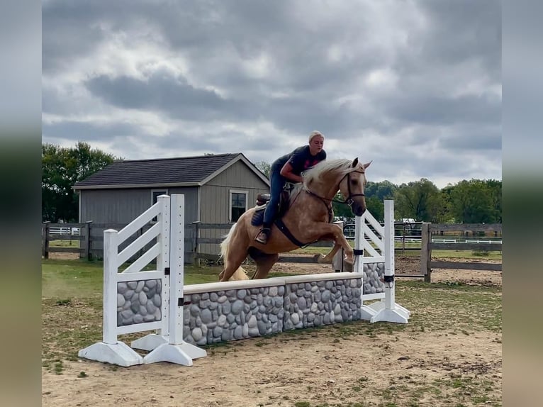 American Quarter Horse Castrone 6 Anni 157 cm Palomino in Narvon, PA