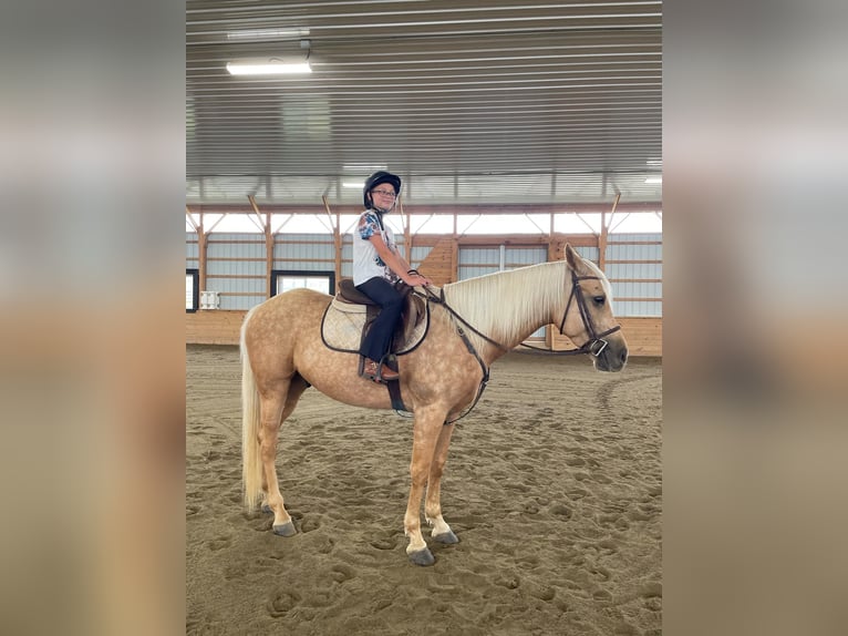 American Quarter Horse Castrone 6 Anni 157 cm Palomino in Narvon, PA