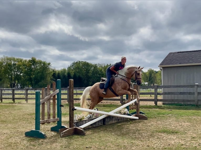 American Quarter Horse Castrone 6 Anni 157 cm Palomino in Narvon, PA