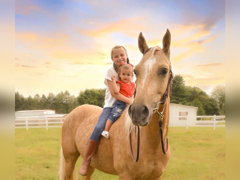 American Quarter Horse Castrone 6 Anni 157 cm Palomino in Narvon, PA