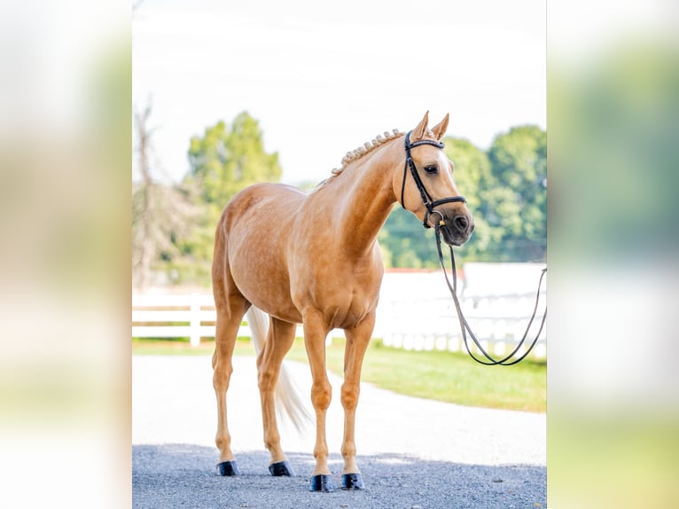 American Quarter Horse Castrone 6 Anni 157 cm Palomino in Narvon, PA