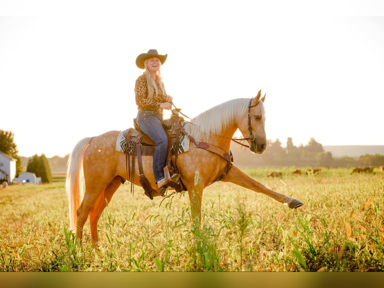 American Quarter Horse Castrone 6 Anni 157 cm Palomino in Narvon, PA