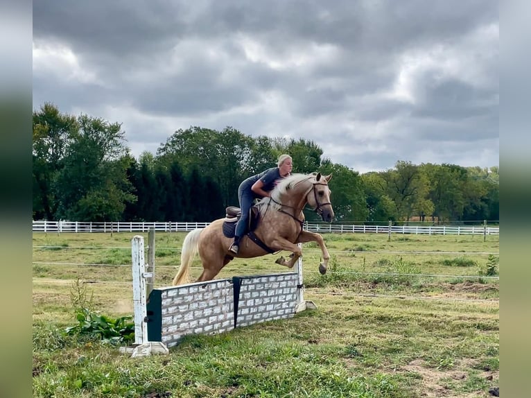 American Quarter Horse Castrone 6 Anni 157 cm Palomino in Narvon, PA