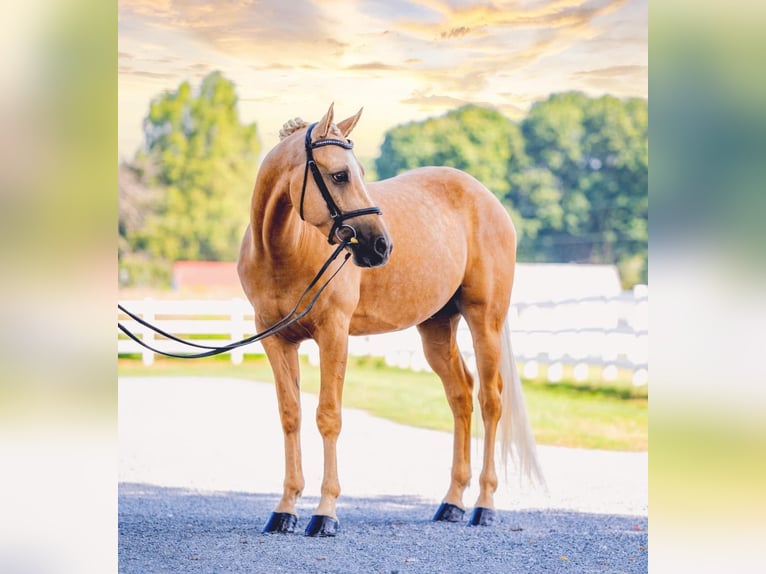 American Quarter Horse Castrone 6 Anni 157 cm Palomino in Narvon, PA