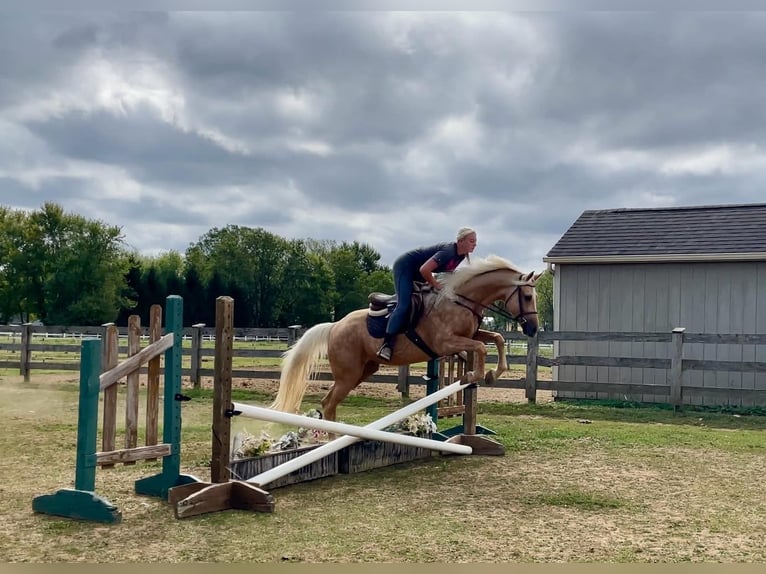 American Quarter Horse Castrone 6 Anni 157 cm Palomino in Narvon, PA