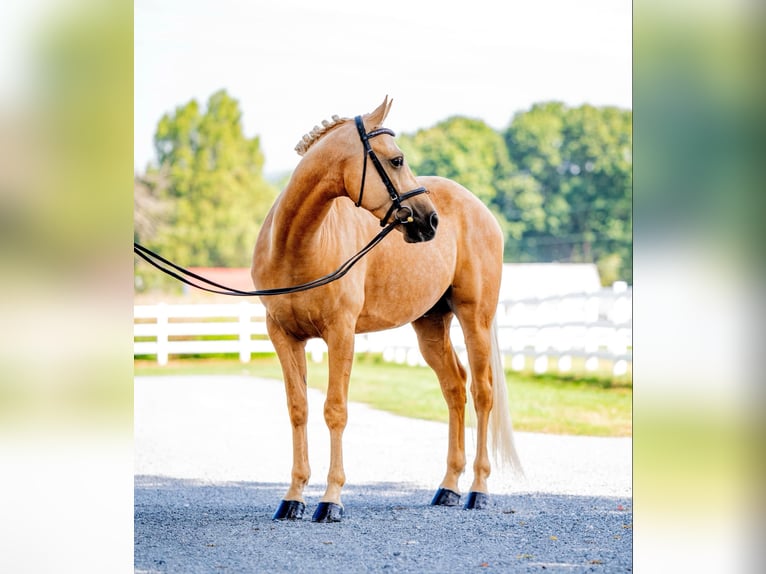 American Quarter Horse Castrone 6 Anni 157 cm Palomino in Narvon, PA