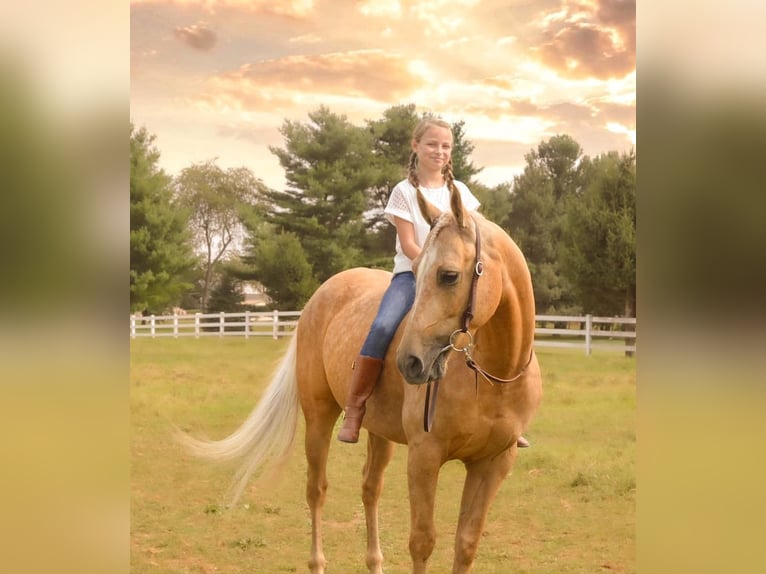 American Quarter Horse Castrone 6 Anni 157 cm Palomino in Narvon, PA