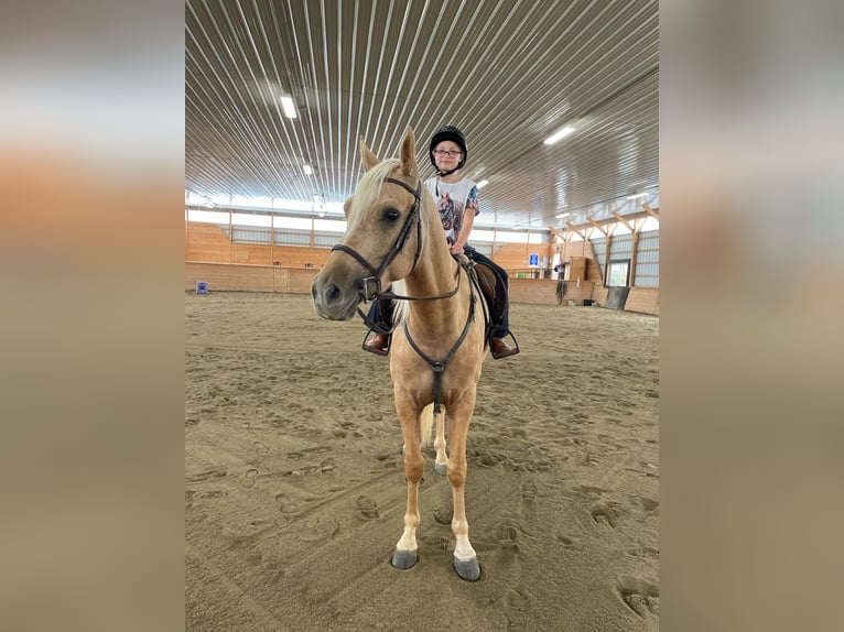 American Quarter Horse Castrone 6 Anni 157 cm Palomino in Narvon, PA