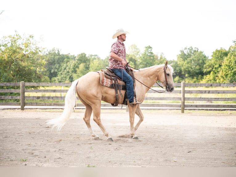 American Quarter Horse Castrone 6 Anni 157 cm Palomino in Middletown OH