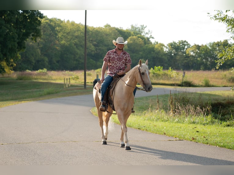 American Quarter Horse Castrone 6 Anni 157 cm Palomino in Middletown OH