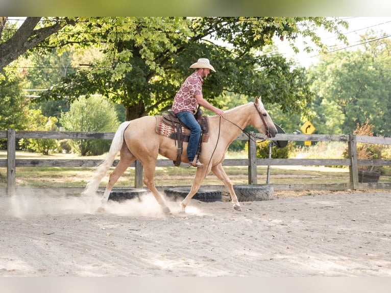 American Quarter Horse Castrone 6 Anni 157 cm Palomino in Middletown OH