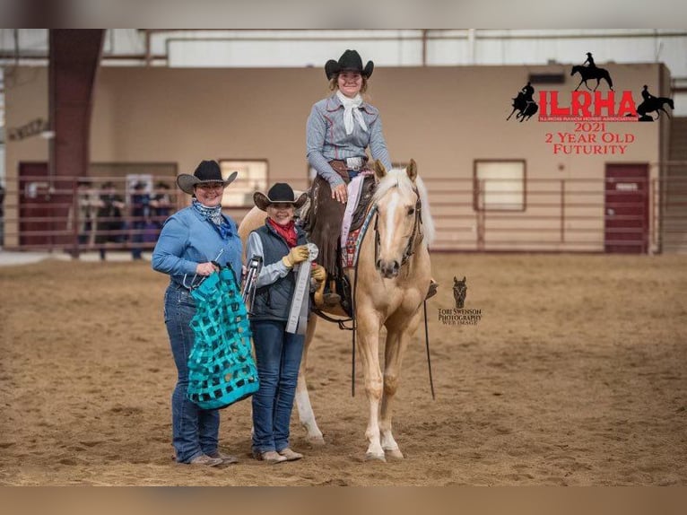 American Quarter Horse Castrone 6 Anni 157 cm Palomino in Middletown OH