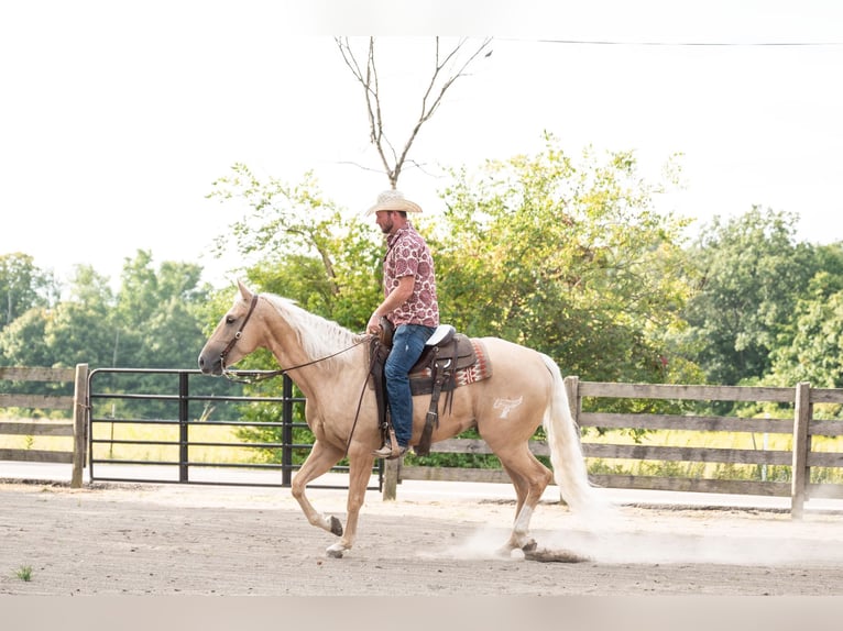 American Quarter Horse Castrone 6 Anni 157 cm Palomino in Middletown OH