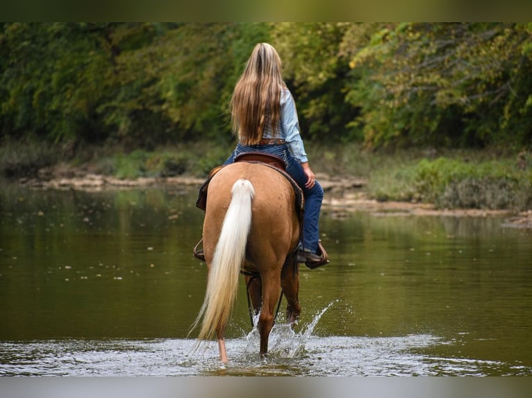 American Quarter Horse Castrone 6 Anni 157 cm Palomino in Ewing, KY