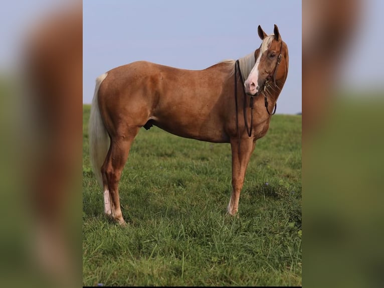 American Quarter Horse Castrone 6 Anni 157 cm Palomino in Ewing, KY