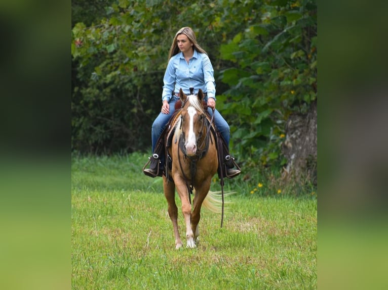 American Quarter Horse Castrone 6 Anni 157 cm Palomino in Ewing, KY
