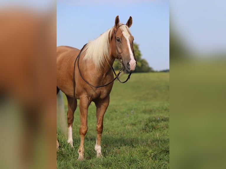 American Quarter Horse Castrone 6 Anni 157 cm Palomino in Ewing, KY