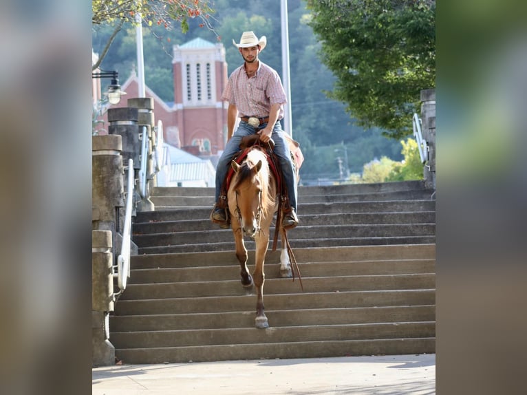 American Quarter Horse Castrone 6 Anni 157 cm Pelle di daino in Brookesville Ky