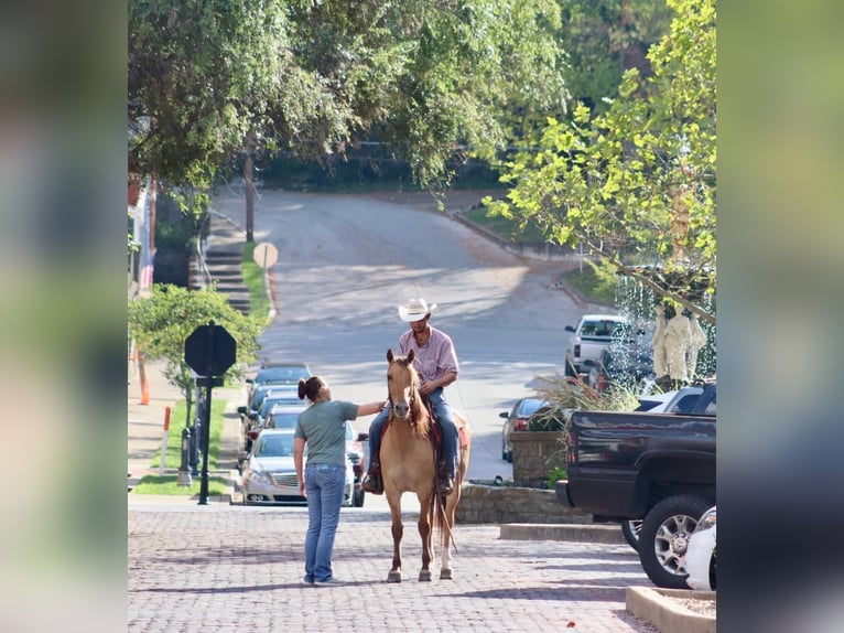 American Quarter Horse Castrone 6 Anni 157 cm Pelle di daino in Brookesville Ky