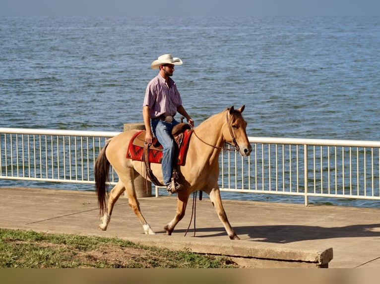 American Quarter Horse Castrone 6 Anni 157 cm Pelle di daino in Brookesville Ky