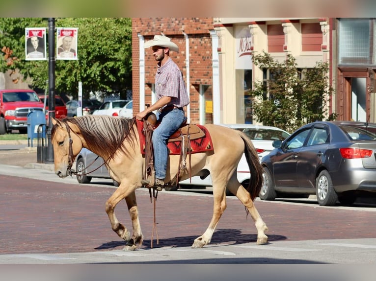 American Quarter Horse Castrone 6 Anni 157 cm Pelle di daino in Brookesville Ky