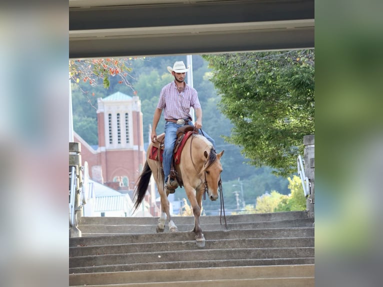 American Quarter Horse Castrone 6 Anni 157 cm Pelle di daino in Brookesville Ky