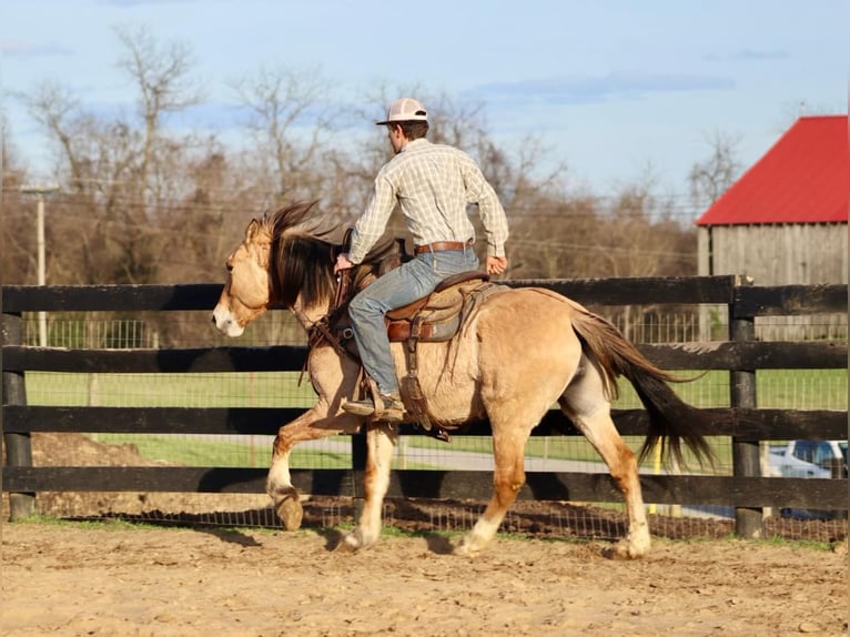 American Quarter Horse Castrone 6 Anni 157 cm Pelle di daino in Brookesville Ky