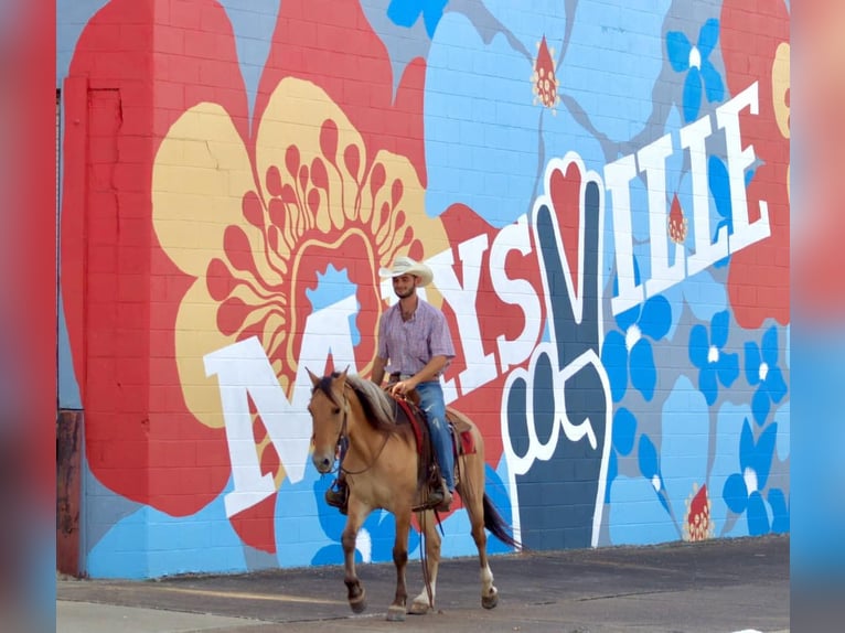 American Quarter Horse Castrone 6 Anni 157 cm Pelle di daino in Brookesville Ky