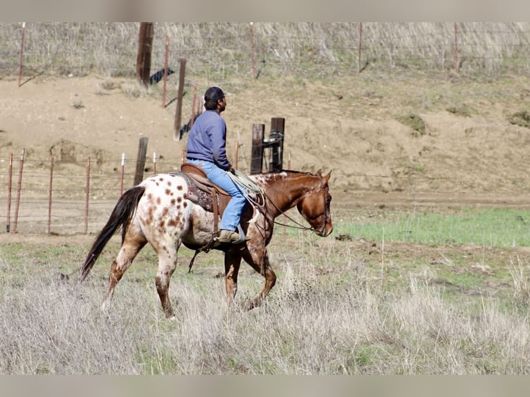 American Quarter Horse Castrone 6 Anni 157 cm Pelle di daino in Paicines CA
