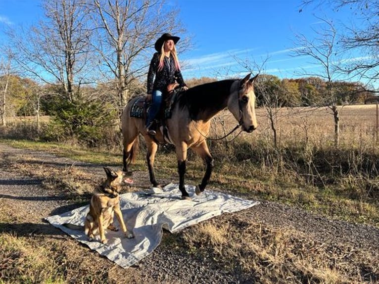 American Quarter Horse Castrone 6 Anni 157 cm Pelle di daino in Ravenna TX