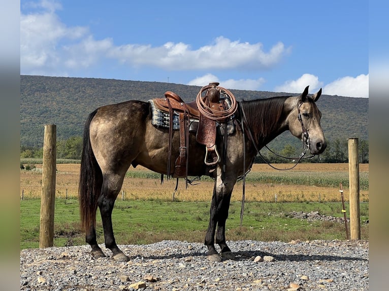 American Quarter Horse Castrone 6 Anni 157 cm Pelle di daino in Allenwood, PA