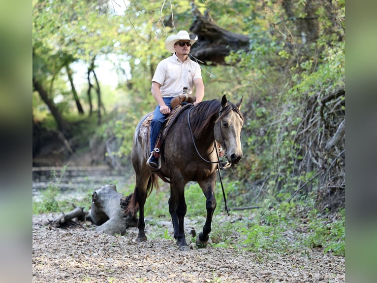 American Quarter Horse Castrone 6 Anni 157 cm Pelle di daino in Buffalo