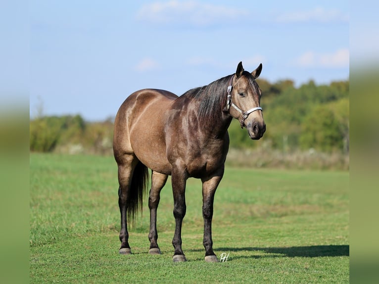 American Quarter Horse Castrone 6 Anni 157 cm Pelle di daino in Buffalo