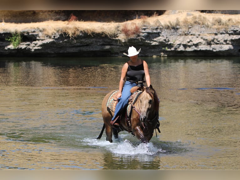 American Quarter Horse Castrone 6 Anni 157 cm Pelle di daino in Waterford