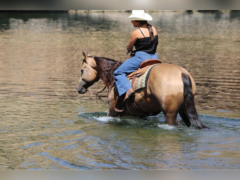 American Quarter Horse Castrone 6 Anni 157 cm Pelle di daino in Waterford