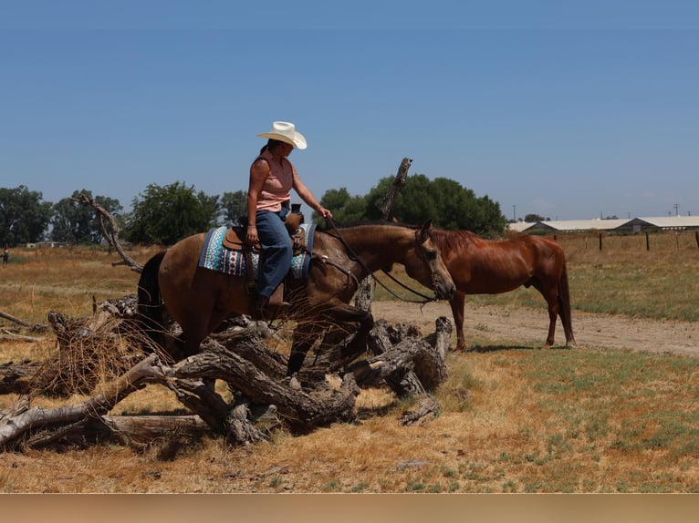 American Quarter Horse Castrone 6 Anni 157 cm Pelle di daino in Waterford