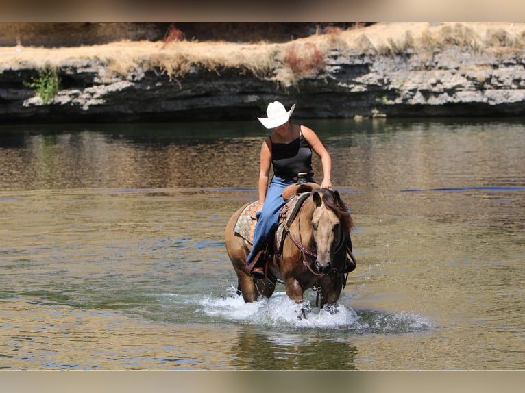 American Quarter Horse Castrone 6 Anni 157 cm Pelle di daino in Waterford