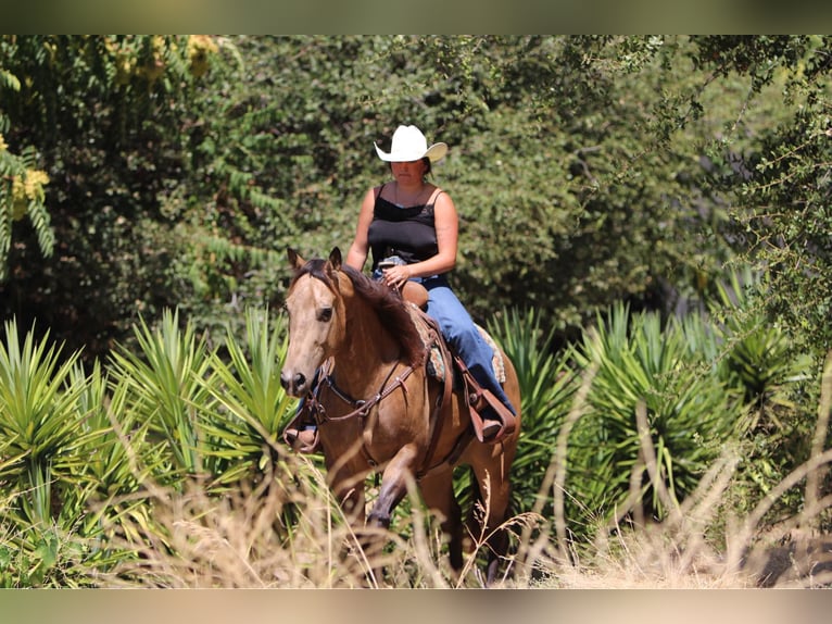 American Quarter Horse Castrone 6 Anni 157 cm Pelle di daino in Waterford