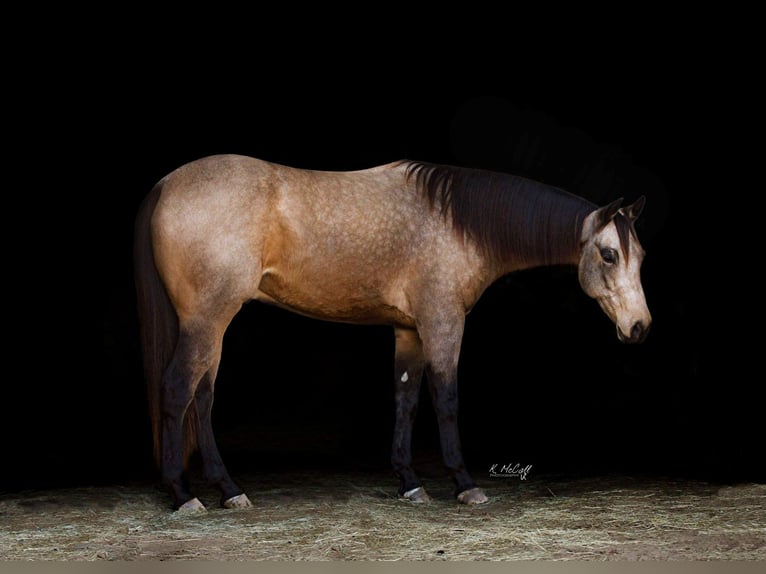 American Quarter Horse Castrone 6 Anni 157 cm Pelle di daino in Ravenna, TX